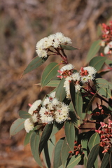 Eucalyptus staeri