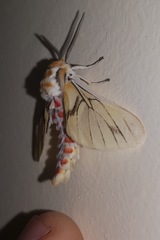 Balacra rubrostriata