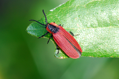 Lycus sanguinipennis