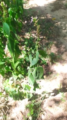 Teucrium vesicarium