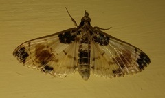 Lepidoptera