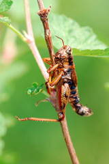 Melanoplus altitudinum