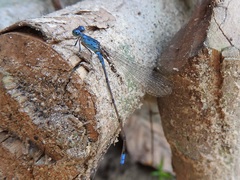 Pseudagrion glaucum