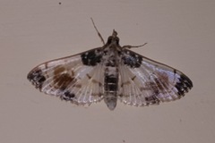 Lepidoptera