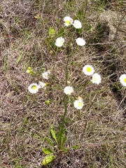 Erigeron tenuis
