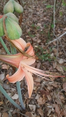 Hippeastrum stylosum