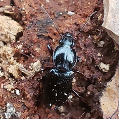 Pterostichus mutus