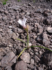 Zephyranthes jamesonii