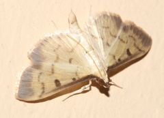 Lepidoptera