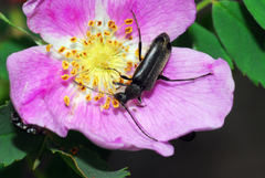 Grammoptera subargentata