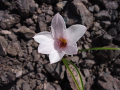 Zephyranthes jamesonii
