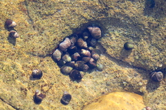 Nucella emarginata