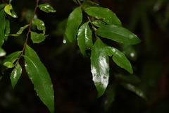 Symplocos baeuerlenii