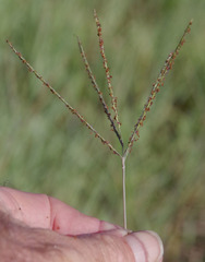 Digitaria didactyla