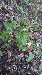 Clinopodium macrostemum