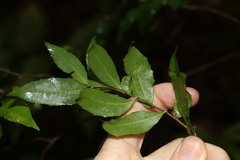 Symplocos baeuerlenii