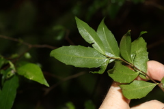 Symplocos baeuerlenii