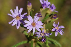 Olearia asterotricha asterotricha