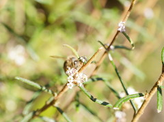 Astrotricha asperifolia