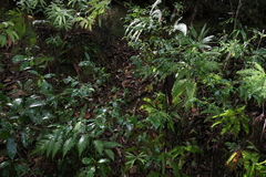 Symplocos baeuerlenii