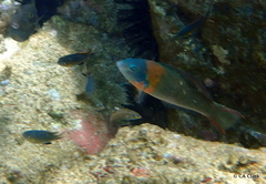 Pycnochromis vanderbilti