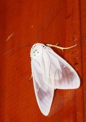 Lepidoptera