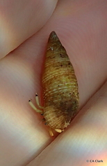 Calcinus guamensis