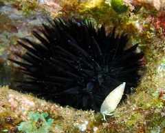 Echinometra oblonga