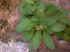 Primula pauciflora zionensis