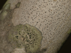 Amandinea dakotensis