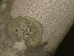 Amandinea dakotensis