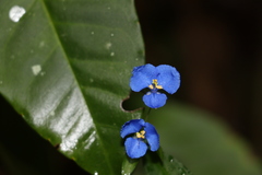 Commelina cyanea