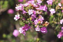 Kunzea affinis