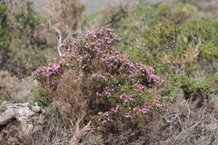 Kunzea affinis
