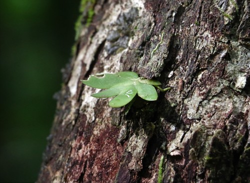 Image of Oberonia complanata by (c) Greg Tasney, some rights reserved (CC BY-SA)