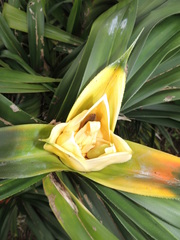 Freycinetia reineckei