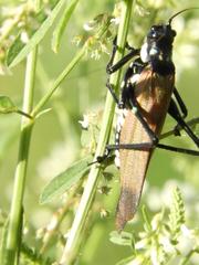 Scaphura elegans