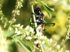 Scaphura elegans