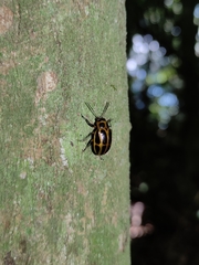 Endocephalus lineatus