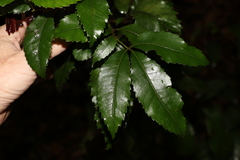 Pseudoweinmannia lachnocarpa