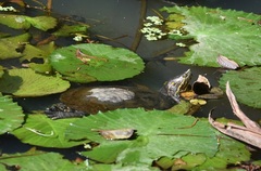 Trachemys venusta