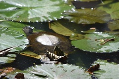 Trachemys venusta