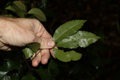 Pseudoweinmannia lachnocarpa