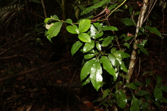 Pseudoweinmannia lachnocarpa