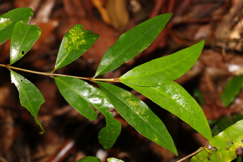 Image of Austrobuxus swainii by (c) Greg Tasney, some rights reserved (CC BY-SA)