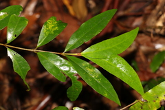 Austrobuxus swainii