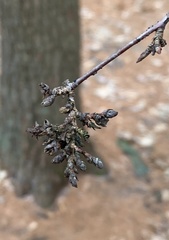 Eriophyes betulae