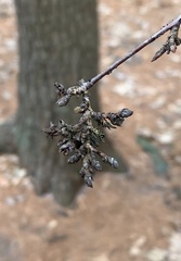 Eriophyes betulae