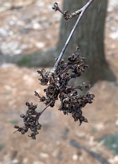 Eriophyes betulae