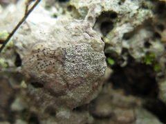 Bagliettoa calciseda